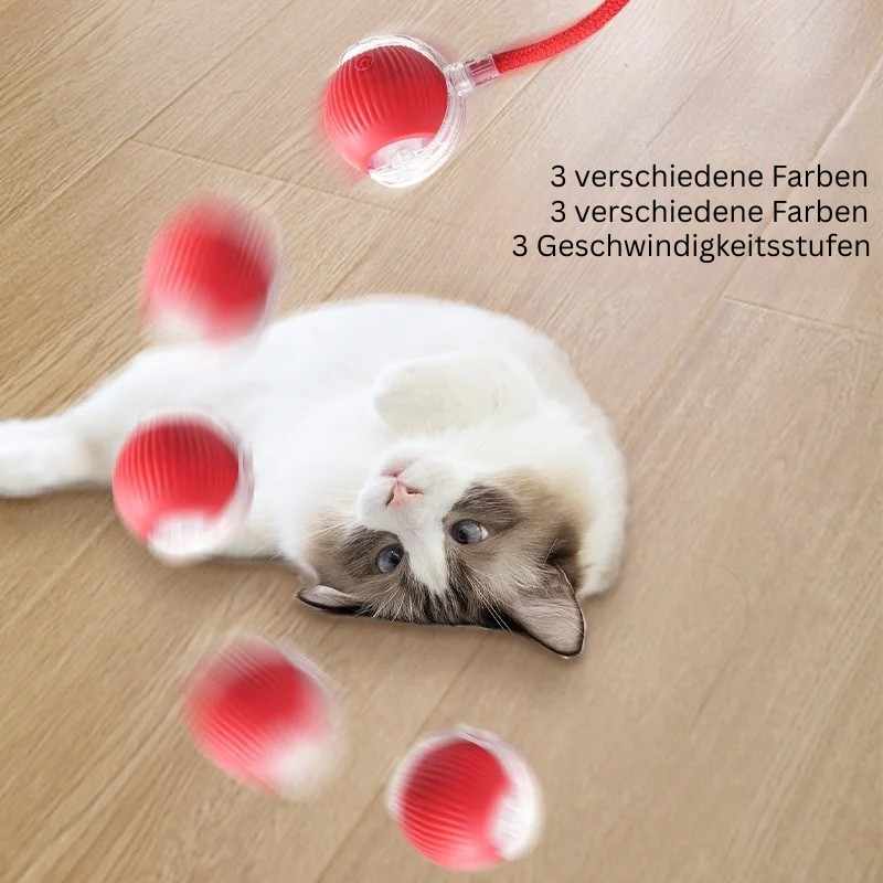 Cat Play Pro