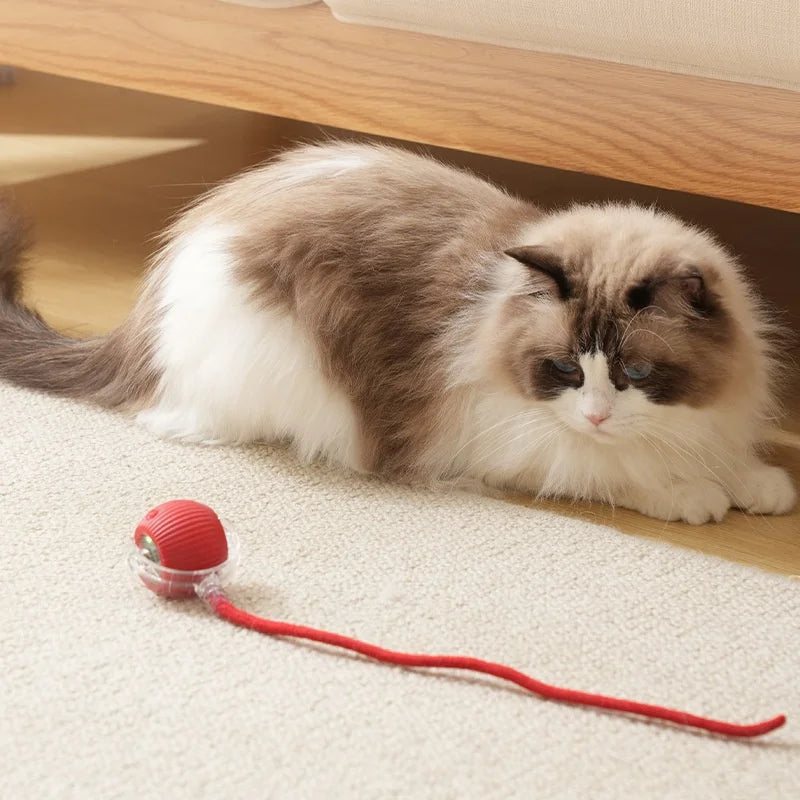 Cat Play Pro