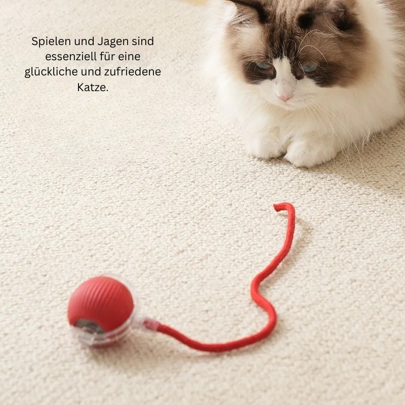 Cat Play Pro