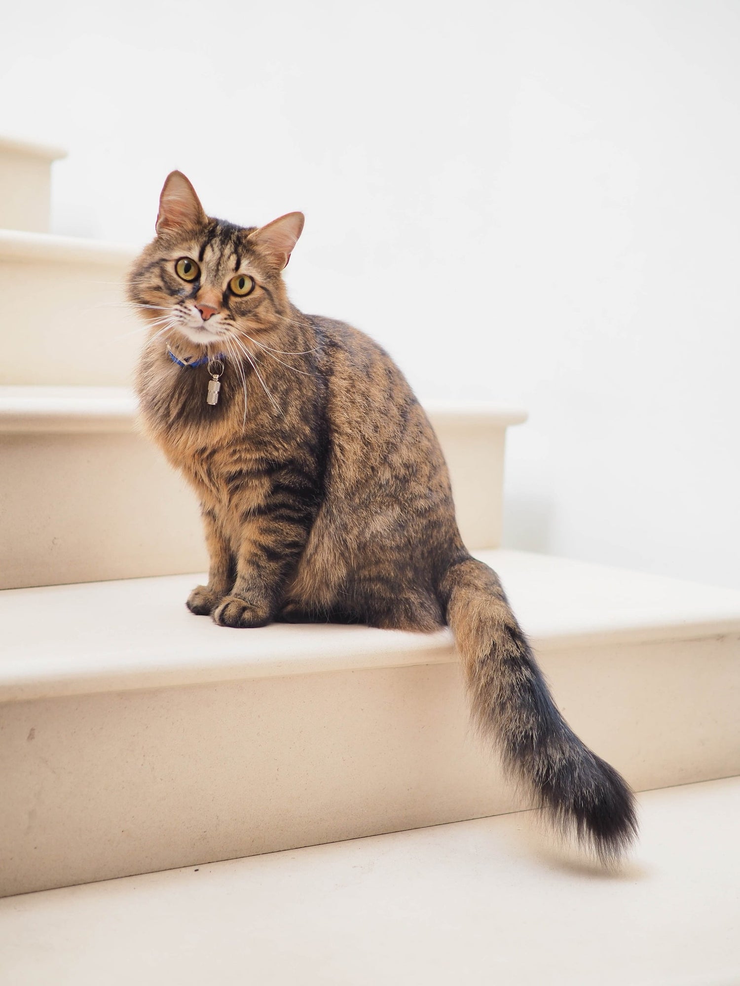 Katze sitzt auf einer Treppe