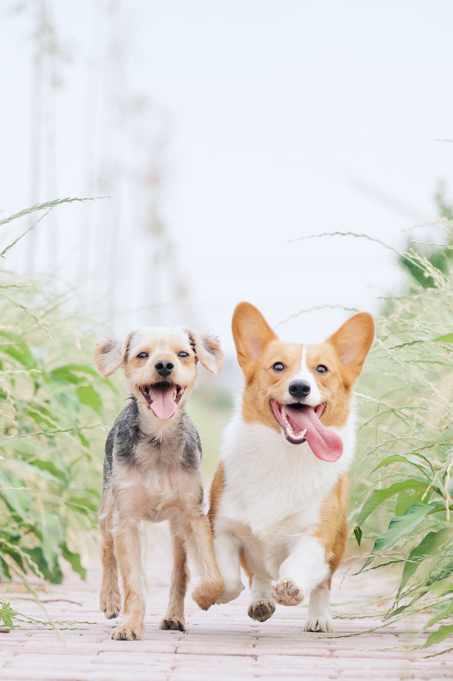 Zwei Hunde rennen gemeinsam vor Freude