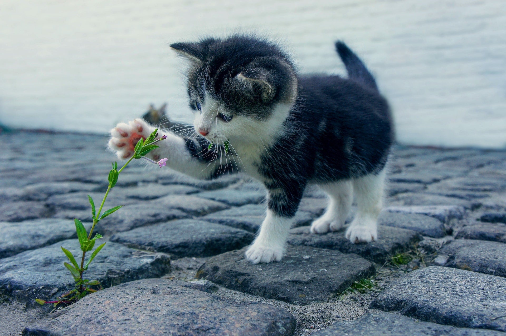 Kleine Katze mit Blume auf Asphalt