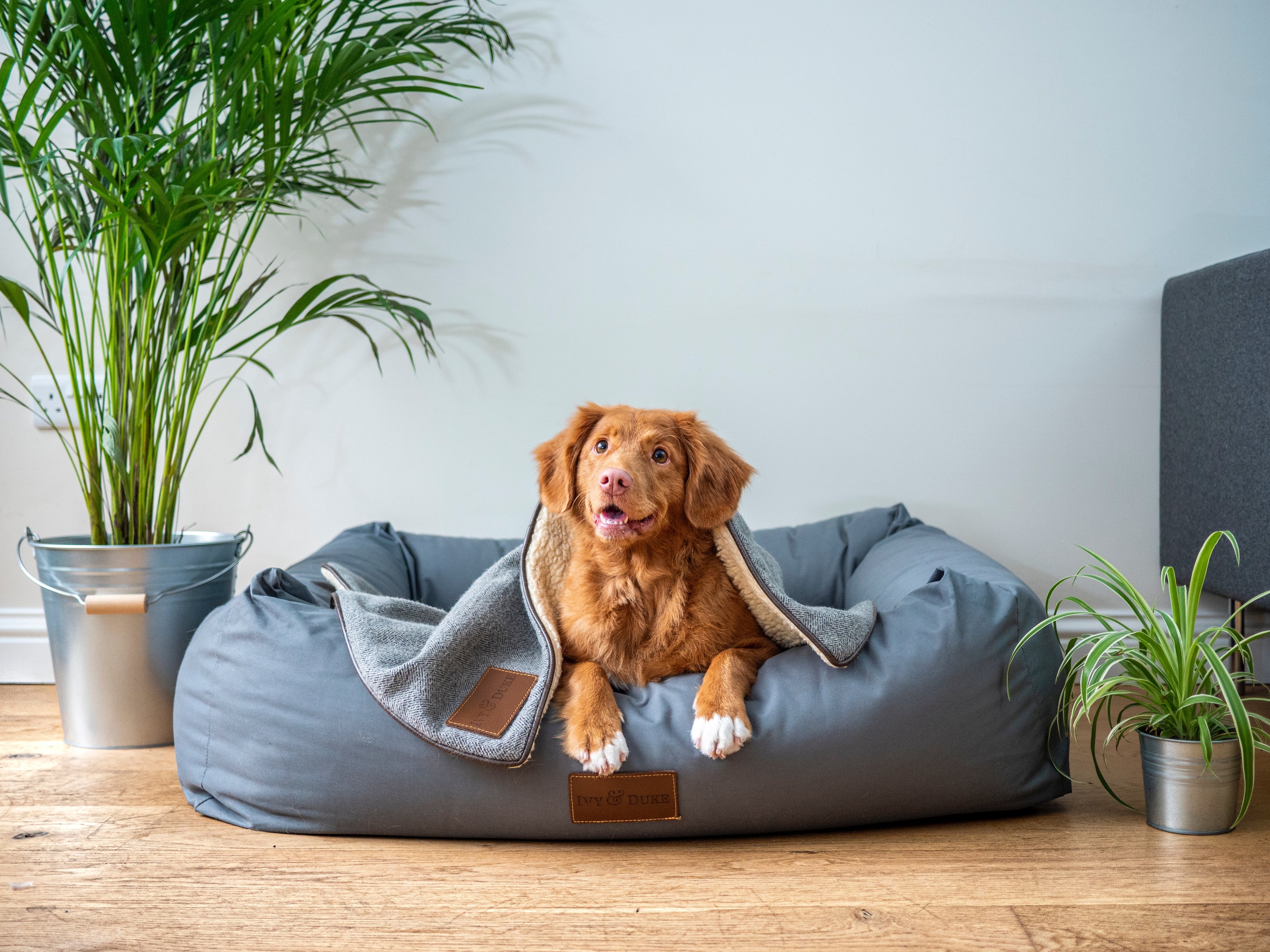 Hund auf Sitzsack