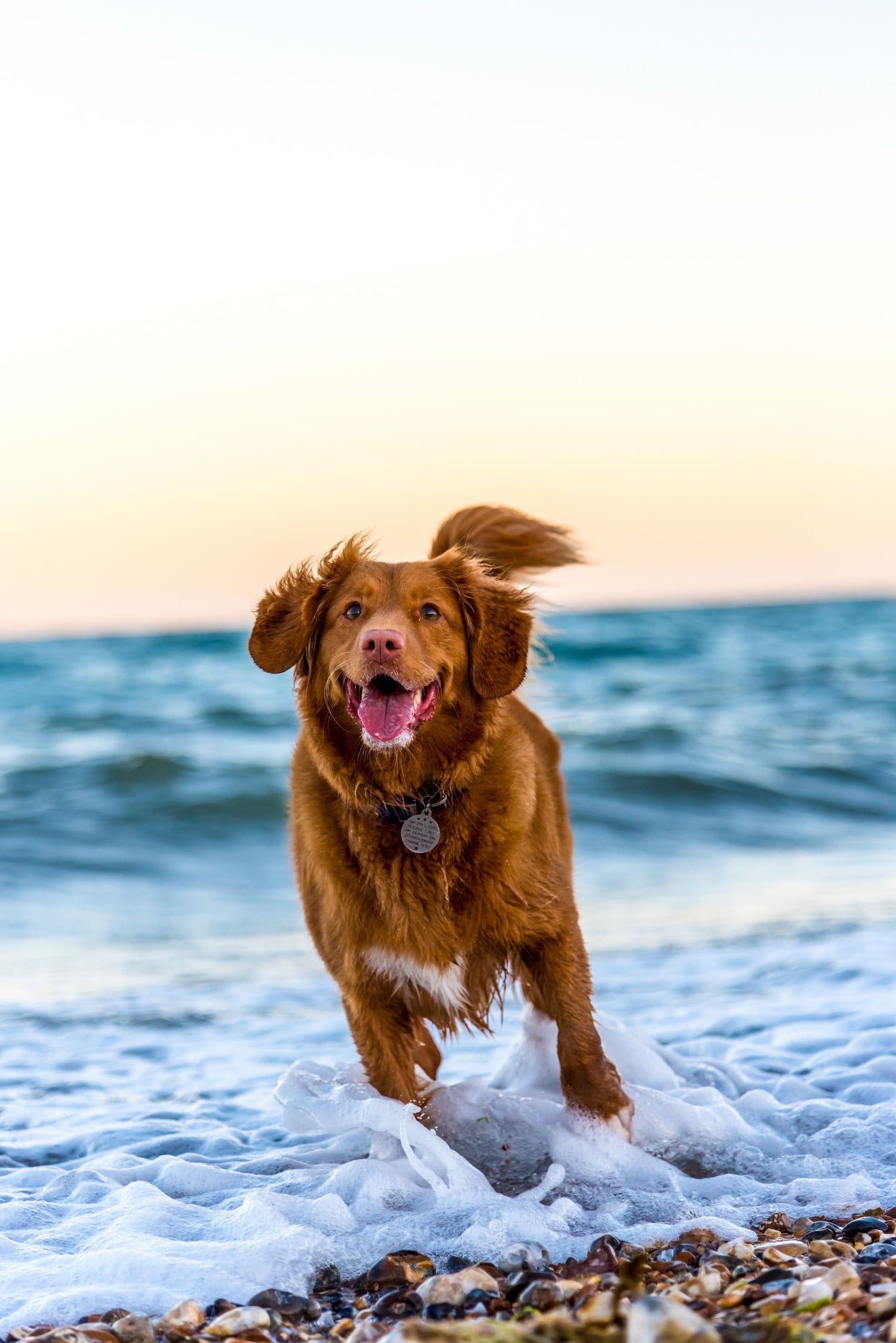 Hund am Strand