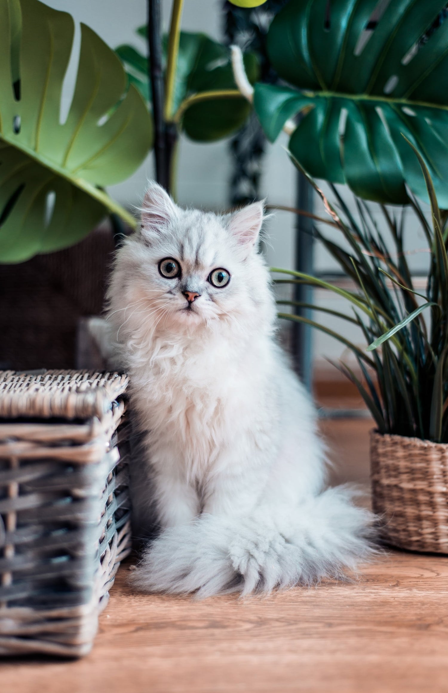 Katze sitzt auf einem Holzboden