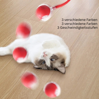 Cat Play Pro